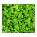 DICHONDRA REPENS   1 KG FERRI