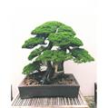 FITO G/GOCCIA BONSAI 6X32