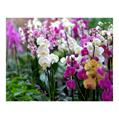 VIG. ORCHIDEE 10 LT.BALLETTA