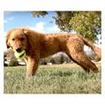 KONG AIR DOG SMALL 3 PALL.SQUEAKER AST3