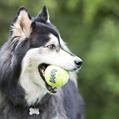 KONG AIR DOG EXTRALARGE PALLA TENNIS ASTXBE