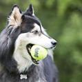 KONG AIR DOG MEDIUM PALLA TENNIS AST2BE