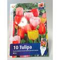 TULIPANI DARWIN HYBRID MIX 10 BULBI