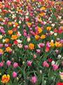 TULIPANI DARWIN HYBRID MIX 10 BULBI