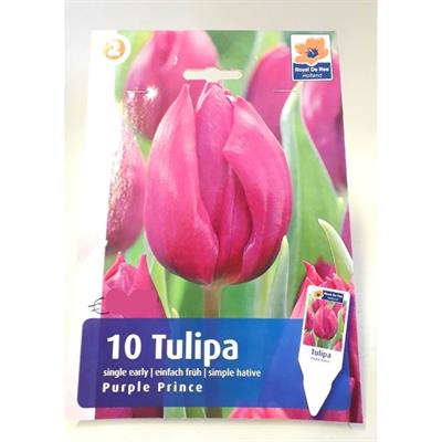 TULIPANI PURPLE PRINCE 10 BULBI