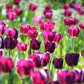 TULIPANI PURPLE PRINCE 10 BULBI