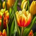 TULIPANI MIX BULBI PROMOPACK