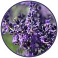OFFICINA ANTIZANZARE 100ML LAVANDA 90%