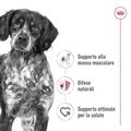 ROYAL DOG MEDIUM ADULT 12 KG.